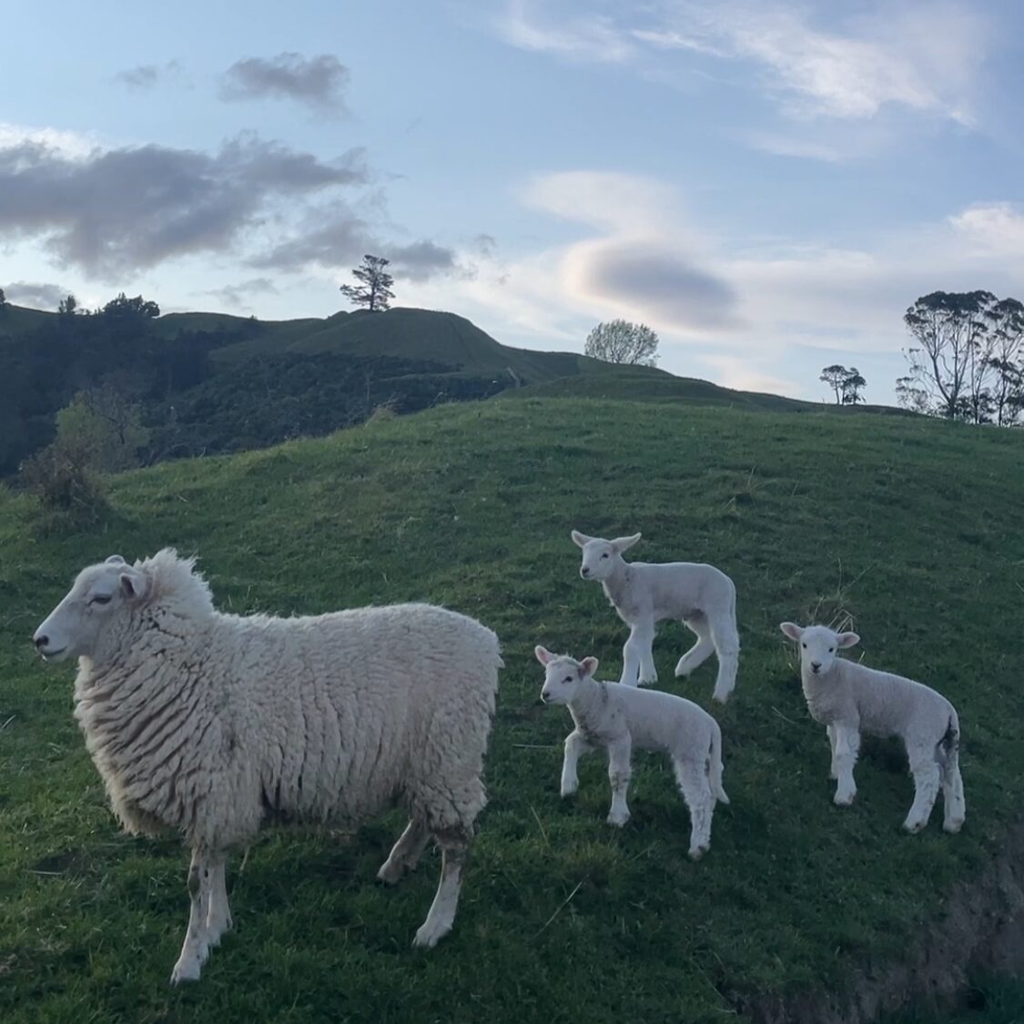 Sheep